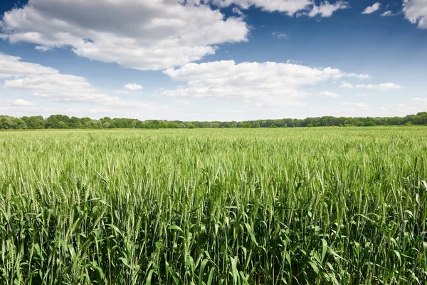 Baharda buğday tarlası, güzel manzara, yeşil çimenler ve bulutlu mavi gökyüzü.