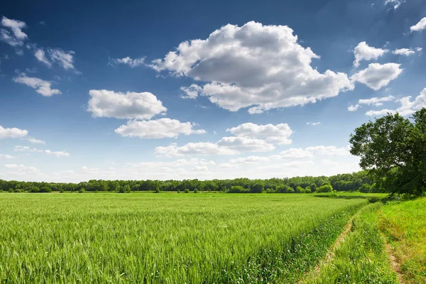 Weizenfeld im Frühling, schöne Landschaft, grünes Gras und blauer Himmel mit Wolken — Stockfoto