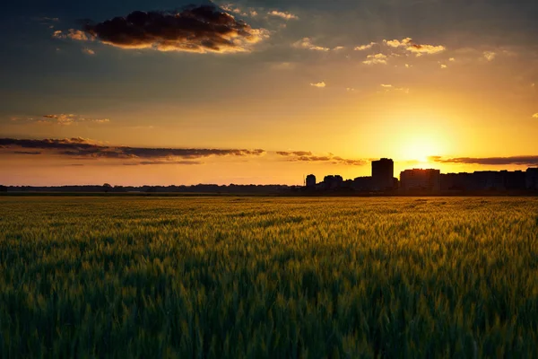 Hermoso atardecer en el campo con casas silueta en el horizonte, paisaje de verano, cielo colorido brillante y nubes como fondo, trigo verde — Foto de Stock