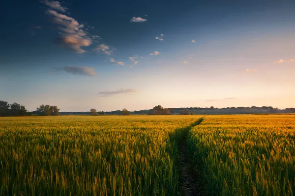 Belo pôr do sol no campo com caminho pedestre, paisagem de primavera, céu colorido brilhante e nuvens como fundo, trigo verde — Fotografia de Stock