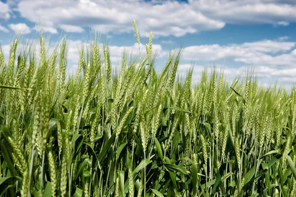 Campo di grano in primavera, bellissimo paesaggio, erba verde e cielo blu con nuvole — Foto Stock