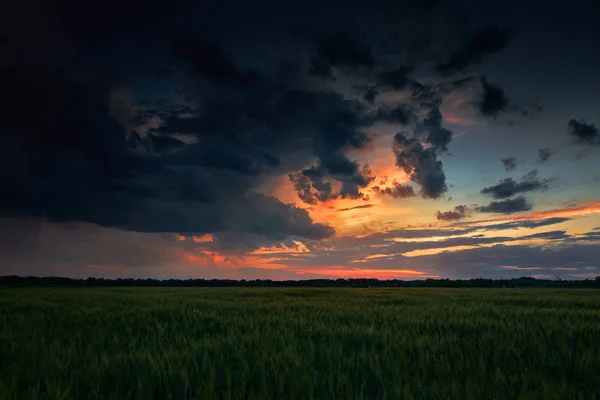 Hermoso atardecer en el campo verde, paisaje de verano, cielo y nubes de colores oscuros como fondo, trigo verde — Foto de Stock