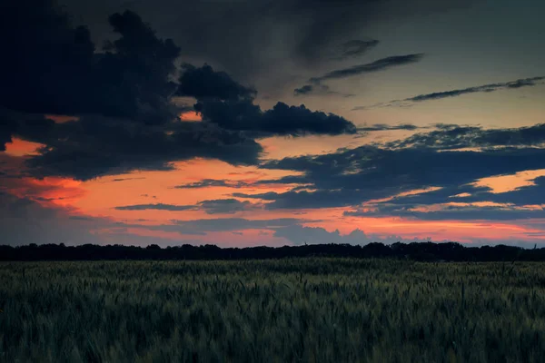 Hermoso atardecer en el campo verde, paisaje de verano, cielo y nubes de colores oscuros como fondo, trigo verde — Foto de Stock