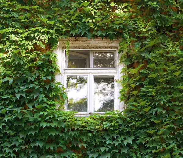 Alte Fenster und Wände mit Efeu bedeckt — Stockfoto