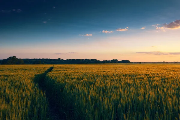 背景には、緑の小麦として歩道、春の風景、明るいカラフルな空と雲とフィールドにしずむ夕日 — ストック写真