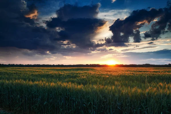 Hermoso atardecer en campo de trigo verde, paisaje de verano, cielo colorido brillante y nubes como fondo — Foto de Stock