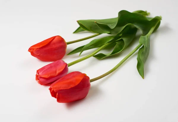 Tre naturliga tulpaner blommor på vit bakgrund - kärlek och semester koncept — Stockfoto