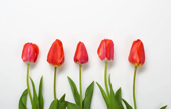 Fleurs de tulipes naturelles sur fond blanc - concept d'amour et de vacances — Photo