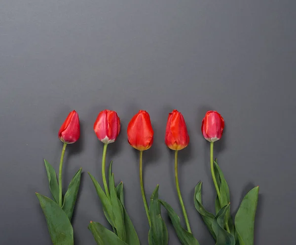 Fleurs de tulipes naturelles sur fond gris foncé - concept d'amour et de vacances — Photo