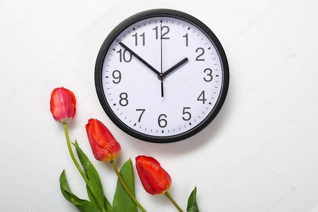three natural tulips flowers and clock on white background - time, love and holiday concept