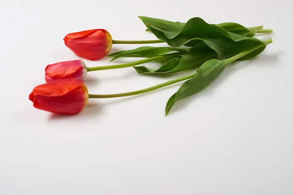 Tre naturliga tulpaner blommor på vit bakgrund - kärlek och semester koncept — Stockfoto