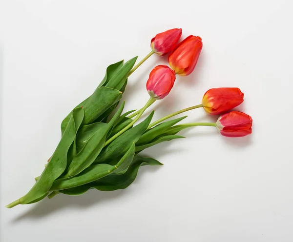 Fleurs de tulipes naturelles sur fond blanc - concept d'amour et de vacances — Photo
