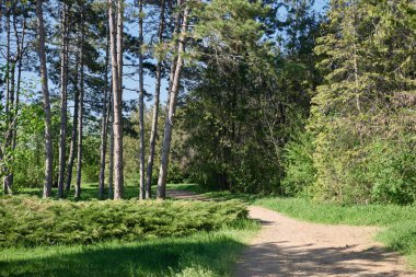güzel orman ve parlak güneşli bir günde yolu