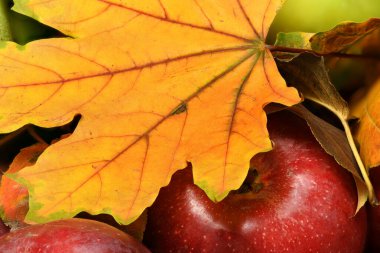 Elmalı meyve ve sebzeler, erikler - sonbahar hasadı ve sağlıklı gıda konsepti. Sarı yapraklar. Ahşap arka planda hayat.