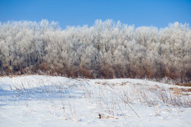 Güzel kış manzarası, karla kaplı ağaçlar, güneşli bir gün.