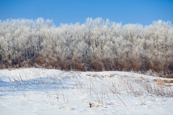 Beau paysage hivernal avec des arbres enneigés, journée ensoleillée — Photo