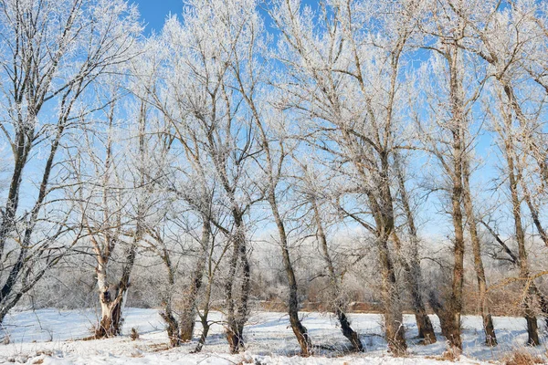 Beau paysage hivernal avec des arbres enneigés, journée ensoleillée — Photo