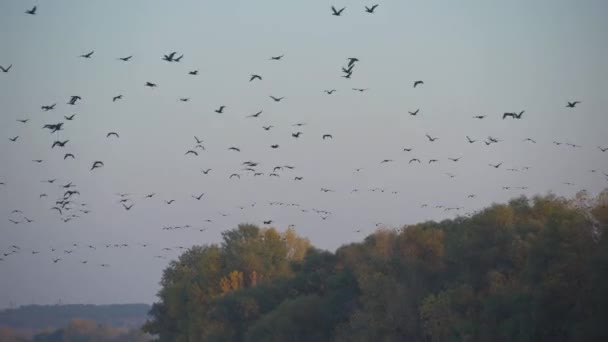 Gänseschwärme fliegen am Abendhimmel, viele Vögel fliegen über den Fluss, wilde Natur, Herbstwald bei Sonnenuntergang