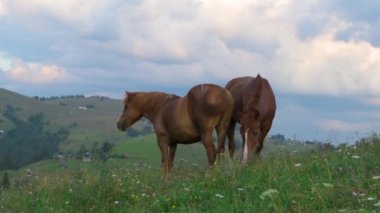 Yeşil bir tepedeki çayırda bir at, Karpatya dağları, gün batımında bulutlu mavi gökyüzüne karşı yabani çiçekler..