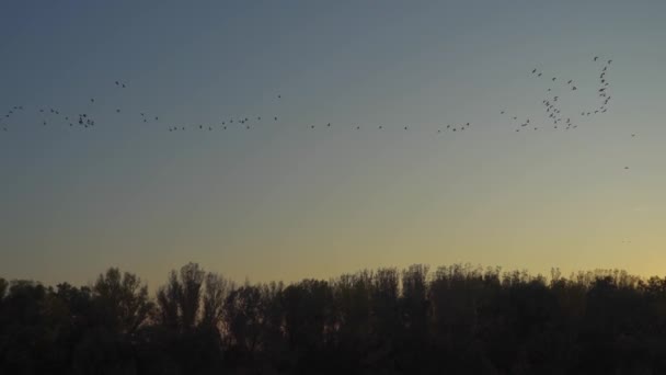 Gänseschwärme fliegen am Abendhimmel, viele Vögel fliegen über den Fluss, wilde Natur, Herbstwald bei Sonnenuntergang