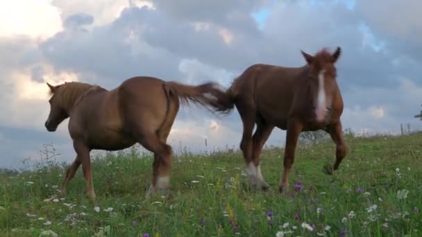 Cavalo Pasto Colina Verde Montanhas Carpáticas Flores Selvagens Contra Céu — Vídeo de Stock