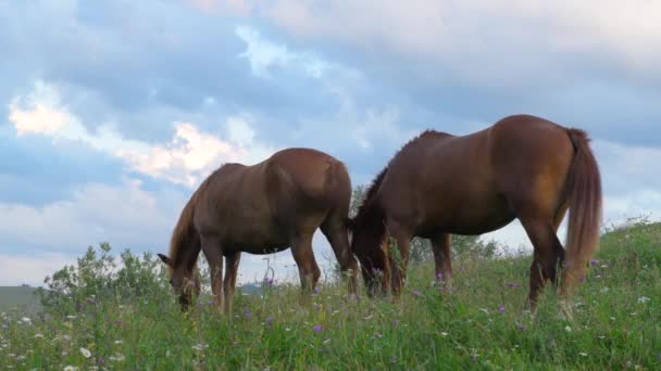 青山牧场上的马 喀尔巴阡山 夕阳西下的蓝天映衬着野花 — 图库视频影像