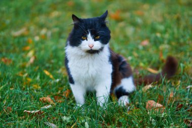 stray cat sitting and walking on the grass with yellow fallen leaves in autumn city park clipart