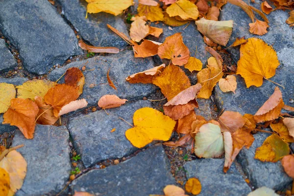 Folhas caídas amarelas no beco de paralelepípedos em uma cidade, estação de outono, ninguém, rua — Fotografia de Stock