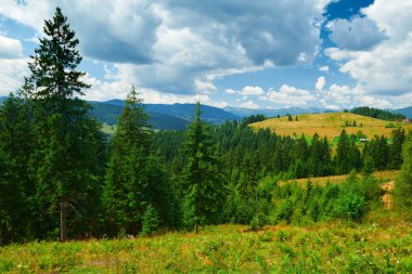 Güzel yaz manzarası, tepelerde süslenmeler, bulutlu gökyüzü ve kır çiçekleri - seyahat yeri manzarası, Karpatya dağları