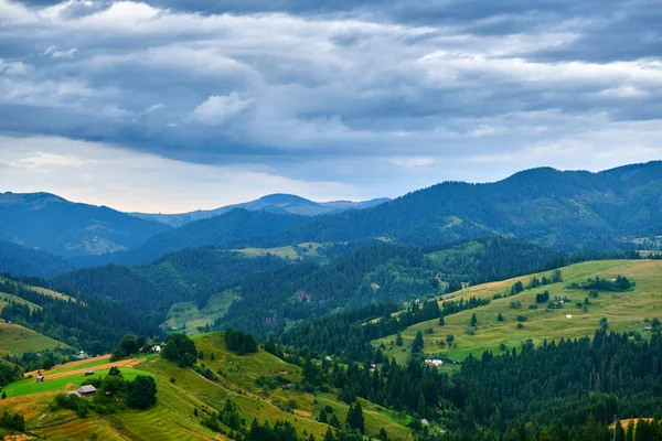 Západ slunce v karpatských horách - krásná letní krajina, smrky na kopcích, zatažená obloha a divoké květiny. — Stock fotografie