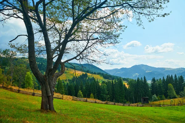 Hermoso paisaje de verano, gran árbol y abetos en las colinas, cielo nublado y flores silvestres - destino de viaje montañas escénicas, carpáticas — Foto de Stock