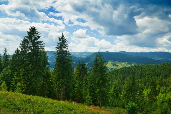 Hermoso paisaje de verano, abetos en las colinas, cielo nublado y flores silvestres - destino turístico pintoresco, montañas de los carpatos — Foto de Stock