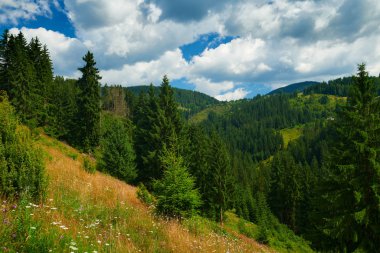 Güzel yaz manzarası, tepelerde süslenmeler, bulutlu gökyüzü ve kır çiçekleri - seyahat yeri manzarası, Karpatya dağları