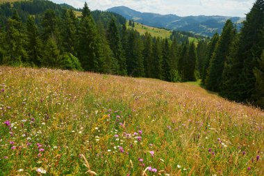 Parlak çayır üzerindeki güzel kır çiçekleri, yaz manzarası, yüksek...