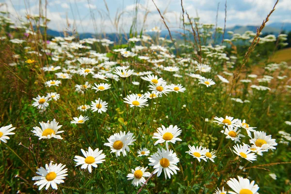 明るい牧草地、夏の風景、丘の上の高いトウヒの美しい野生の花の閉鎖-旅行先の風光明媚な、カルパチア山脈 — ストック写真