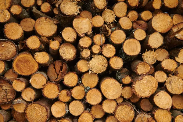 Pile of wood cut for fireplace — Stock Photo, Image