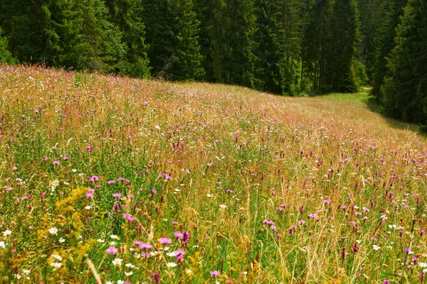 Piękne polne kwiaty na jasnej łące, letni krajobraz, wysokie świerki na wzgórzach - podróże malownicze, karpackie góry — Zdjęcie stockowe