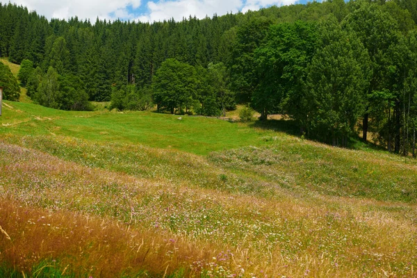 Bellissimo paesaggio estivo, alti abeti rossi sulle colline, blu nuvoloso s — Foto Stock