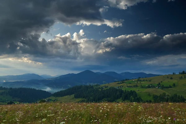 Pôr do sol em montanhas dos Cárpatos - bela paisagem de verão, abetos em colinas, céu nublado escuro e luz solar brilhante, prado e flores silvestres — Fotografia de Stock