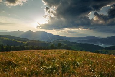Karpat dağlarında gün batımı - güzel yaz manzarası, tepelerde yaylalar, karanlık bulutlu gökyüzü ve parlak güneş ışığı, çayır ve kır çiçekleri
