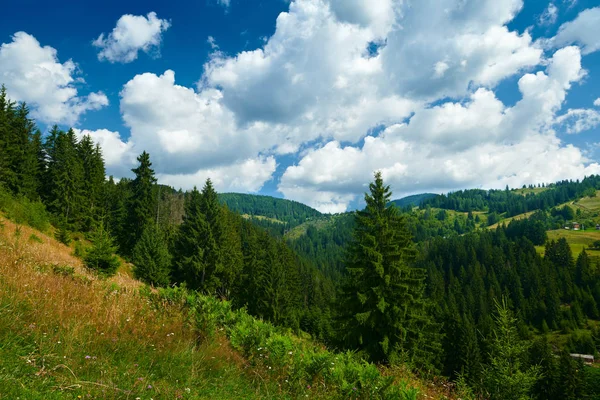 Bela paisagem de verão, abetos em colinas, céu nublado e flores silvestres - destino de viagem cênica, montanhas dos Cárpatos — Fotografia de Stock