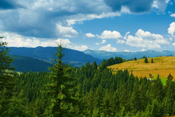 Piękny letni krajobraz, świerki na wzgórzach, zachmurzone niebo i dzikie kwiaty - podróże malownicze, karpackie góry — Zdjęcie stockowe