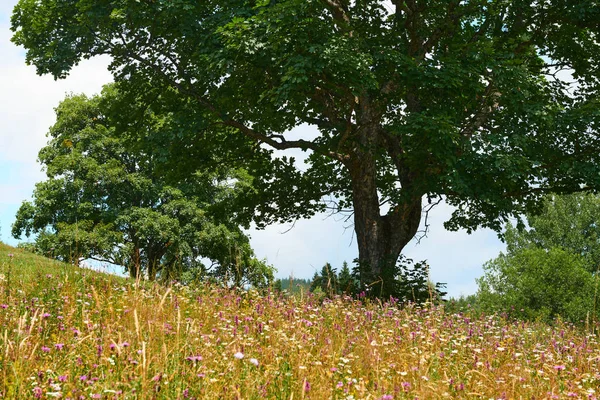 Hermosos árboles grandes y paisaje de verano, altas abetos en las colinas, cielo azul nublado y flores silvestres - destino turístico escénico, montañas de los carpatos —  Fotos de Stock