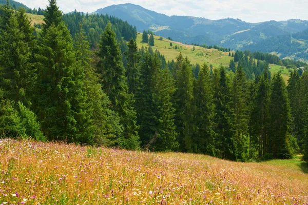 Hermosas flores silvestres en el prado brillante, paisaje de verano, abetos altos en las colinas - destino turístico pintoresco, montañas de los carpatos — Foto de Stock