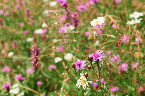 明るい牧草地、夏の風景、丘の上の高いトウヒの美しい野生の花の閉鎖-旅行先の風光明媚な、カルパチア山脈 — ストック写真