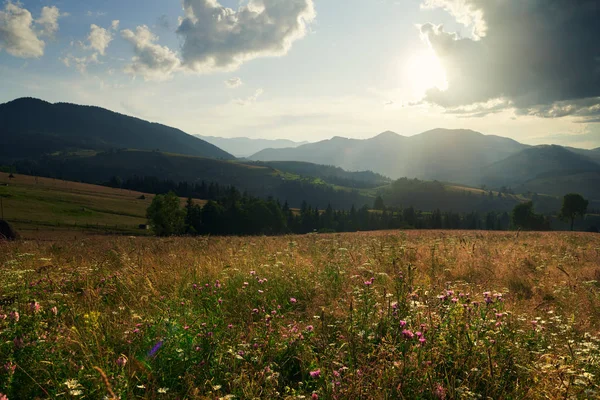 Coucher de soleil dans les montagnes des Carpates - beau paysage estival, épicéas sur les collines, ciel nuageux sombre et lumière du soleil, prairie et fleurs sauvages — Photo