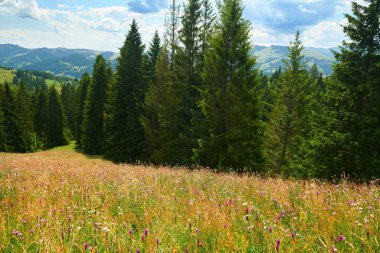 Parlak çayır üzerindeki güzel kır çiçekleri, yaz manzarası, yüksek...