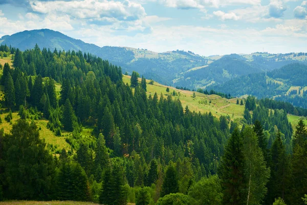 Piękny letni krajobraz, wysokie świerki na wzgórzach, błękitne zachmurzone niebo i dzikie kwiaty - cel podróży malownicze, karpackie góry — Zdjęcie stockowe