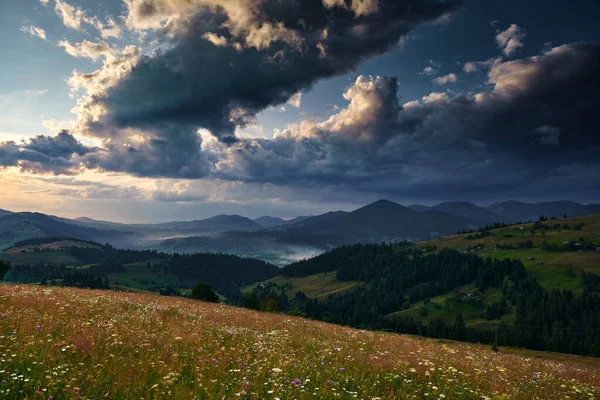 Tramonto sulle montagne carpatiche - bellissimo paesaggio estivo, abeti rossi sulle colline, cielo nuvoloso scuro e luce solare brillante, prato e fiori selvatici — Foto Stock