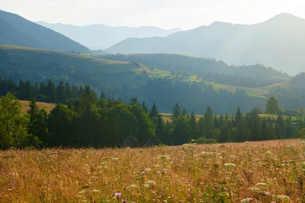 Puesta de sol en las montañas de los Cárpatos hermoso paisaje de verano, abetos en las colinas, cielo nublado oscuro y luz del sol brillante, prado y flores silvestres — Foto de Stock